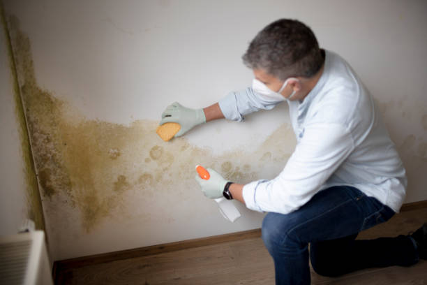 Best Black Mold Removal  in Oakley, KS